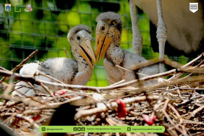 Burung Bangau di Taman Margasatwa Ragunan_IG